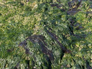 Knokke-Heist, Flanders, Belgium - June 24, 2024: Black and green seaweed on rocks of breakwater pier on wet sand beach clipart