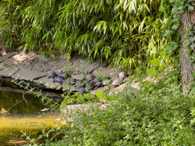 Trieste, İtalya - 29 Haziran 2024: Muzio de Tommasini Gölü 'ndeki Kaplumbağalar Giardino Pubblico Muzini de Tommasini adlı parkta