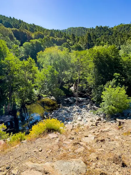 Gorges du Prenelli, Korsika, Fransa - 8 Temmuz 2024: D3 yolu nehri geçer. Havuz ve hızlı yakın çekim. Çevresinde yeşil yapraklar olan gri kayalık bir ortam