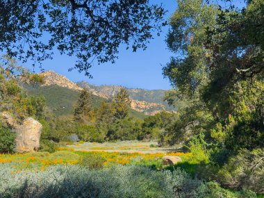 Santa Barbara, Kaliforniya, ABD - 26 Şubat 2025: Botanik Bahçesi turuncu gelincikler ve mavi gökyüzünün altındaki dağ sıraları. Ağaçlarda ve bitkilerde bol yeşillik var.
