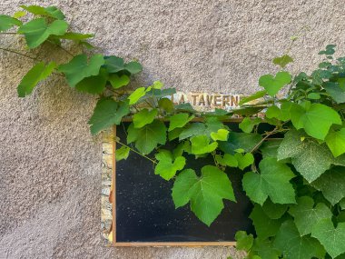 Eze, Fransa - 9 Temmuz 2024 La Taverne üzerindeki yeşil sarmaşık, gri taş duvarda.