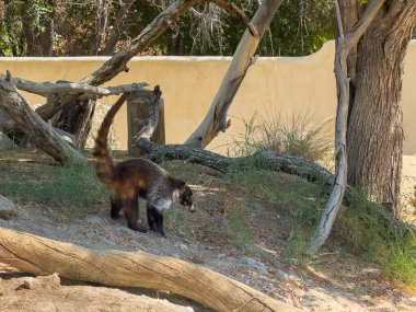 Palm Desert, California, USA - April 26, 2025: Living Desert Zoo and Garden. White-nosed Coati,