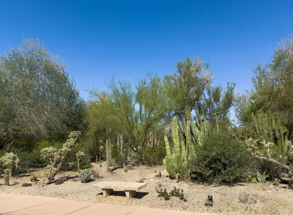 Palm Desert, California, USA - April 26, 2025: Living Desert Zoo and Garden. Path through park with untrimmed trees, plants, and cactus