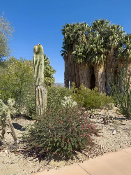 Palm Desert, California, USA - April 26, 2025: Living Desert Zoo and Garden. Path through park with untrimmed palm trees and cactus