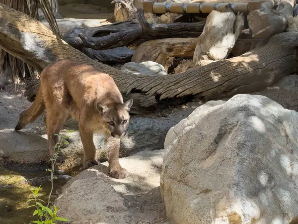 Palm Desert, California, USA - April 26, 2025: Living Desert Zoo and Garden. Mountain lion among rocks
