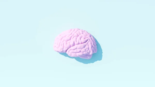 淡いピンク ヒト脳解剖学脳神経知能医学シンボルブルー背景3Dイラストレンダリング — ストック写真