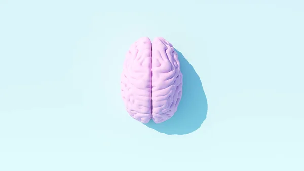 Pale Pink Human Brain Anatomy Neurology Mind Intelligence Think Medical — стоковое фото