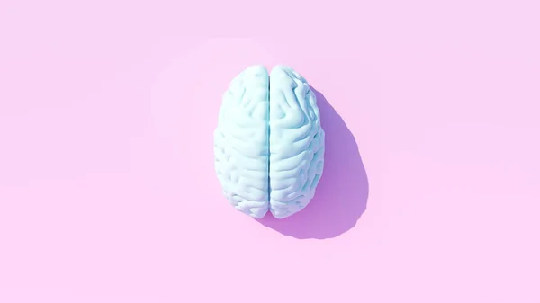 Pale Blue Human Brain Anatomy Neurology Mind Intelligence Think Medical — Stock Photo, Image