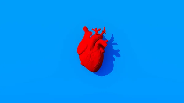 Világos Piros Emberi Szív Tervezés Élénk Kék Háttér Orvosi Anatómiai — Stock Fotó