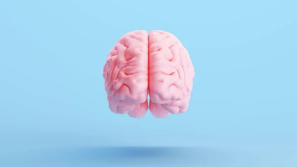 Pink Brain Anatomy Mind Intelligence Medical Organic Science Blue Background — стоковое фото