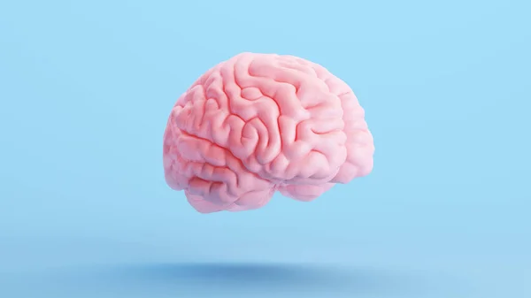 Pink Brain Anatomy Mind Intelligence Medical Organ Science Blue Achtergrond — Stockfoto