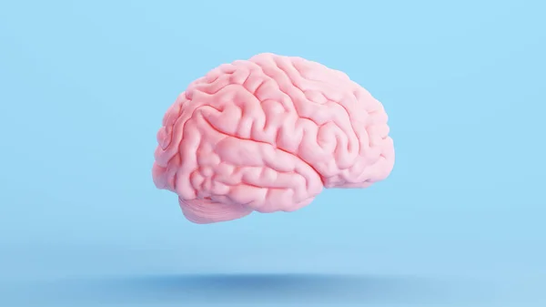 Růžová Mozek Anatomie Mysl Inteligence Lékařské Orgány Věda Modré Pozadí — Stock fotografie
