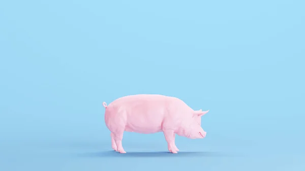 Carniceros Vientre Cerdo Rosa Diagrama Hams Gammon Meat Kitsch Blue — Foto de Stock