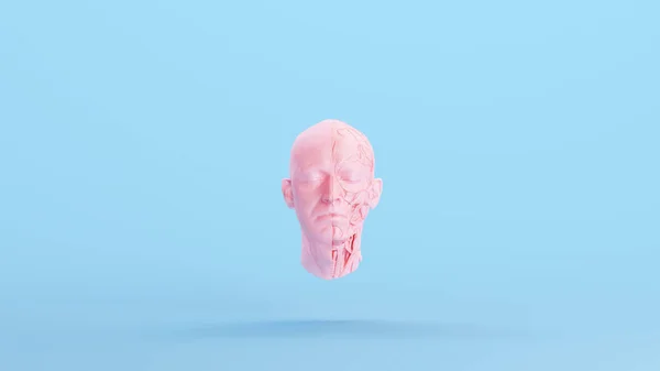 Pink Anatomical Ecorche Human Head Musculature Sculpture Profile Blue Kitsch — 스톡 사진