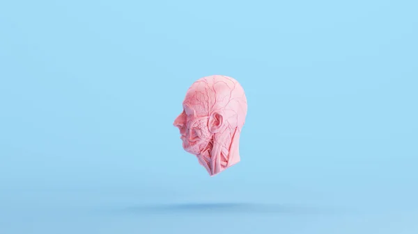 Pink Anatomical Ecorche Human Head Medical Musculature Sculpture Profile Modelo — Fotografia de Stock