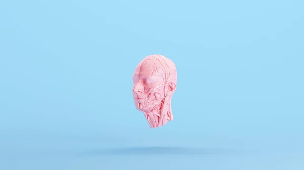 Pink Anatomical Ecorche Human Head Medical Musculature Sculpture Model Blue — 图库照片