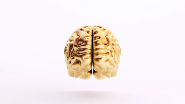 Gold Golden Brain Human Anatomy Mind Intelligence Medical Organ Art — Stock Photo, Image