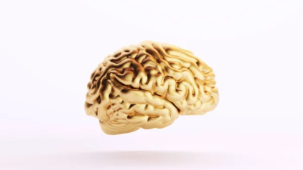 Gold Golden Brain Human Anatomy Mind Intelligence Medical Organ Art — Stock Photo, Image