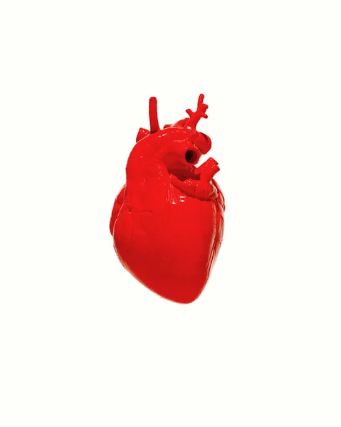 Rött Mänskligt Hjärta Anatomisk Vit Bakgrund Glänsande Vått Blod Orgel — Stockfoto
