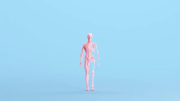 Pink Anatomical Body Biology Ecorche Education Bone Anatomy Human Male — Stock Photo, Image