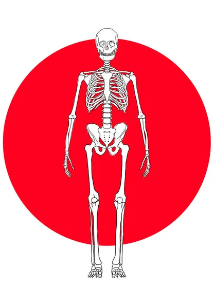Skeleton Line Drawing Spaceman Hand Drawn Red Sun Graphic Retro — Stock Photo, Image