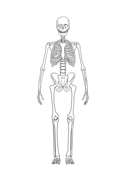 Рисунок Линии Скелета Космический Человек Рисунок Руки Графическая Ретро Иллюстрация — стоковое фото