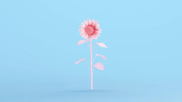 ピンクの花びらの美しさ自然植物の花のひまわりキッチュブルー背景3Dイラストレンダリングデジタルレンダリング — ストック写真