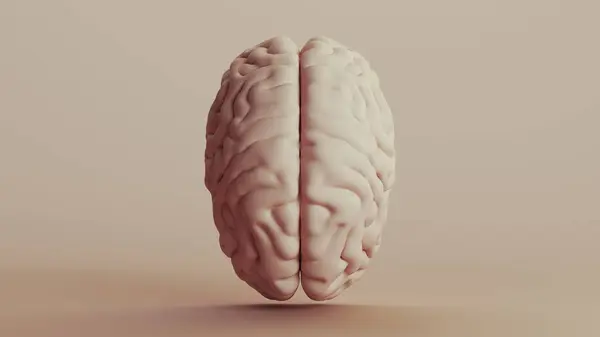Beyin Insan Anatomisi Nötr Arka Plan Yumuşak Ton Bej Kahverengi — Stok fotoğraf