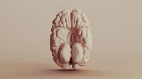 Beyin Insan Anatomisi Nötr Arka Plan Yumuşak Tonlar Bej Kahverengi — Stok fotoğraf