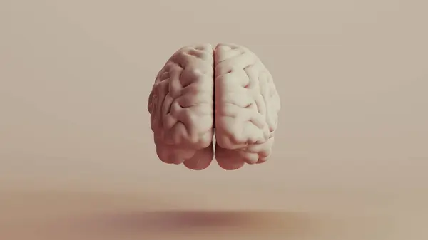 Cerebro Anatomía Humana Mente Neutral Fondos Tonos Suaves Beige Marrón Imagen De Stock