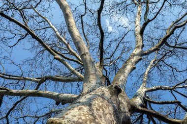 Sycamore ağacı. Platanus orientalis. Manzarayı kapat. Dalları ve bahar yaprakları olan çıplak bir ağaç gövdesi..