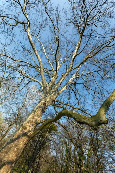 Sycamore Drzewo Platanus Orientalis Blisko Widoku Bagażnik Gałęziami Liśćmi Wiosennymi — Zdjęcie stockowe