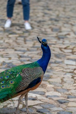 Lizbon, Portekiz 'de bir yaz gününde bir tavus kuşunun yakın plan çekimi..