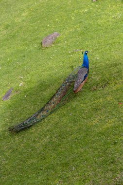 Lizbon, Portekiz 'de bir yaz gününde bir tavus kuşunun yakın plan çekimi..