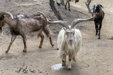 Etkileyici boynuzları olan çarpıcı beyaz bir keçi güvenli bir şekilde çiftlikte yürüyor. Diğer keçiler gezer ve otlar, öğleden sonra ışığı altında kırsal atmosfere hayat katar..