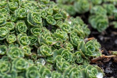 Vibrant green succulent plants blanket the soil, showcasing their intricate rosette shapes. Dew drops cling to the leaves, enhancing their freshness in the early morning light.