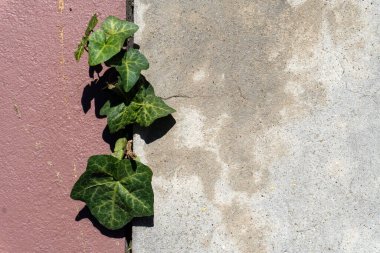 Yeşil bir sarmaşık bitkisi pürüzsüz gri bir duvarın kenarına tutunurken yakınlardaki renkli pembe bir yüzeye gölgeler bırakır. Güneş ışığı yaprakların detaylarını güçlendirir.