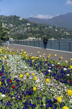 Como, İtalya - 4 Nisan 2025: Arka planda Como Gölü olan lale yatağı.
