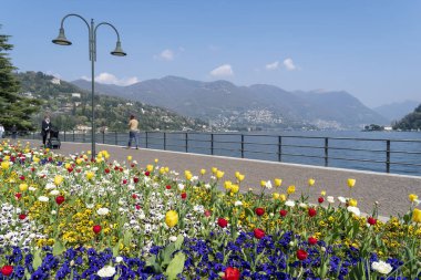 Como, İtalya - 4 Nisan 2025: Arka planda Como Gölü olan lale yatağı.