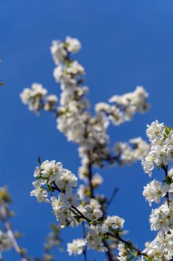 Berrak mavi arkaplanda çiçek açan meyve ağacı.