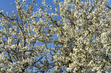 Berrak mavi arkaplanda çiçek açan meyve ağacı.