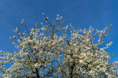 Berrak mavi arkaplanda çiçek açan meyve ağacı.