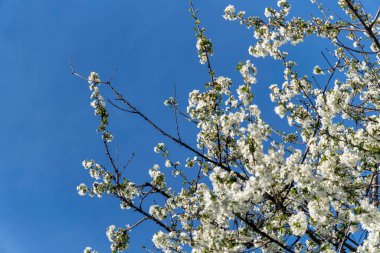 Berrak mavi arkaplanda çiçek açan meyve ağacı.