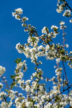 Berrak mavi arkaplanda çiçek açan meyve ağacı.