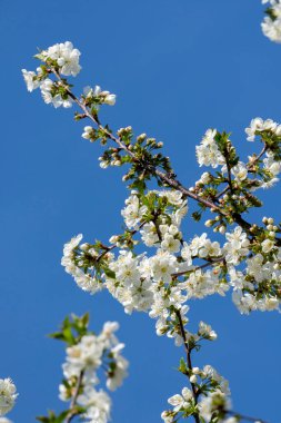 Berrak mavi arkaplanda çiçek açan meyve ağacı.