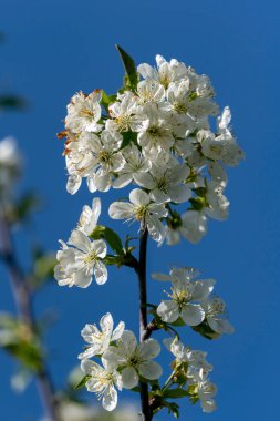 Berrak mavi arkaplanda çiçek açan meyve ağacı.