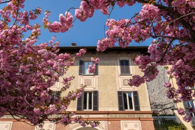 Como, İtalya - 4 Nisan 2025: Como 'daki tarihi bir binayı çevreleyen canlı kiraz çiçekleri.