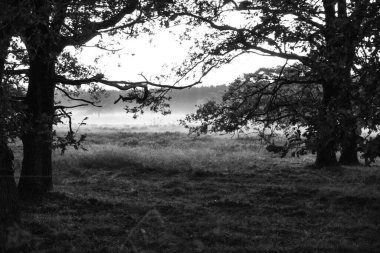 Heideveld sisle Drenthe 'de karşılaştı.