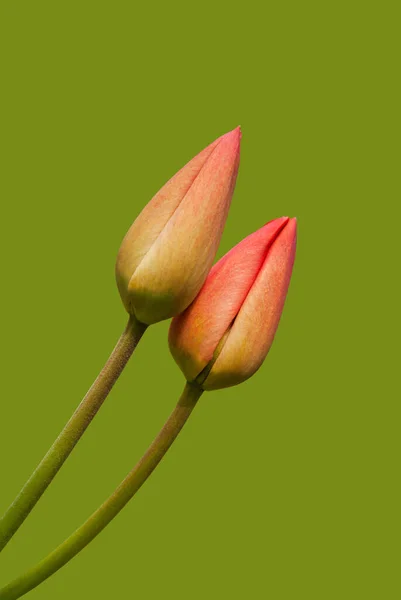 Two pink tulips isolated on green background. Copy space. Abstract floral background. Mother day. Minimalism. Spring holidays concept