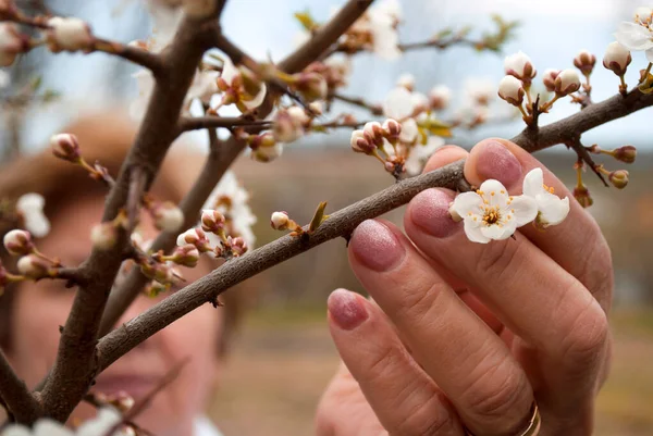 Cherry plum blossoms. Beautiful woman\'s nails with beautiful baby boomer manicure. Beautiful woman hand holding a blossoms branch in the garden. Spring manicure on short nails